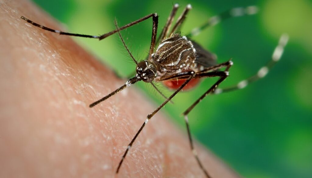 aedes_aegypti_gruen.jpg