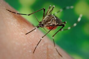 aedes_aegypti_gruen.jpg