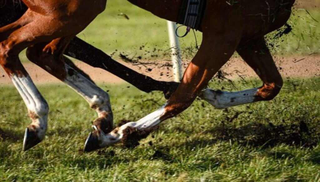 cavallo.jpeg cavallo.jpeg