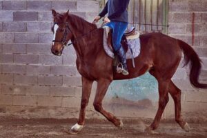 maneggio-coperto.jpg maneggio-coperto.jpg