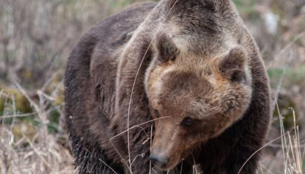 orso-marsicano.jpg